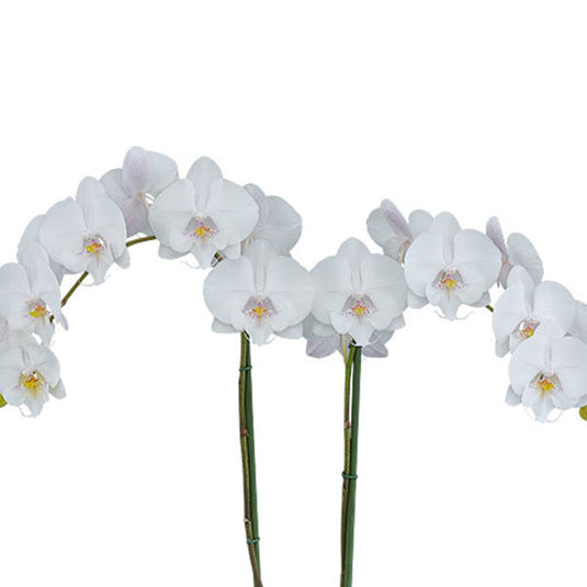 Phalaenopsis Orchid Pillow Talk White flower featuring soft white blooms with creamy undertones