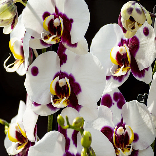 White Phalaenopsis orchid plant with striking white flowers, ideal for home and indoor decoration