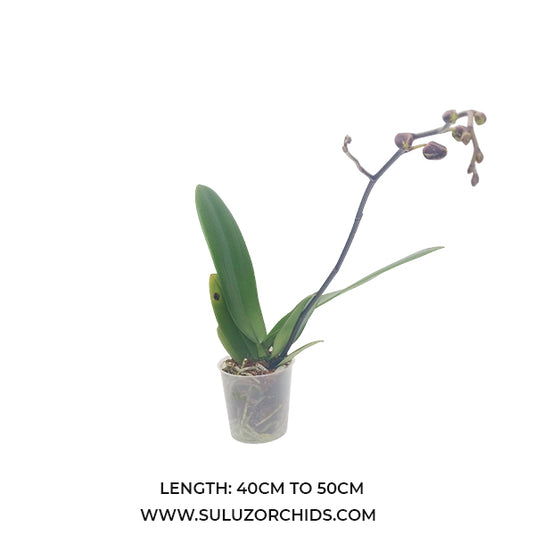 White Phalaenopsis orchid plant with graceful, long-lasting blooms