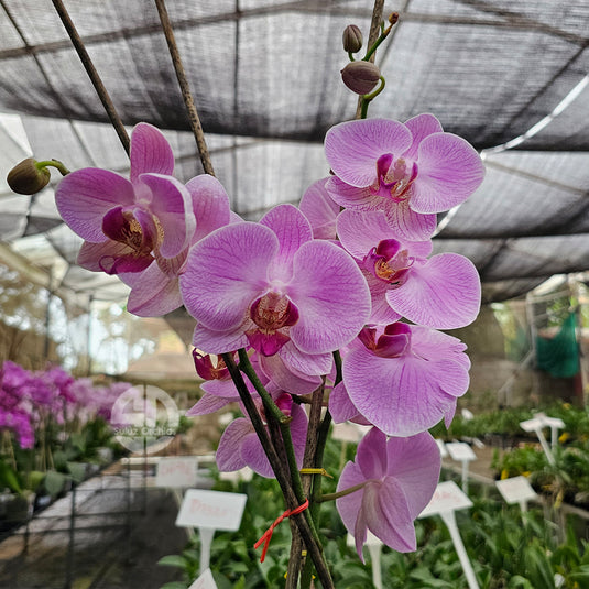 Blooming pink Phalaenopsis orchid with vibrant petals