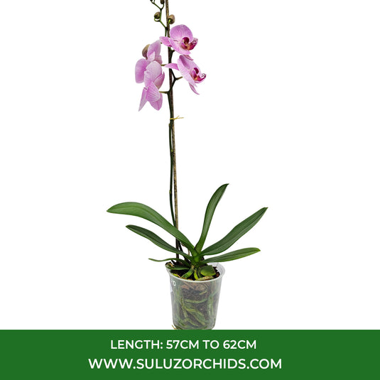Pink moth orchid plant with graceful tropical flowers