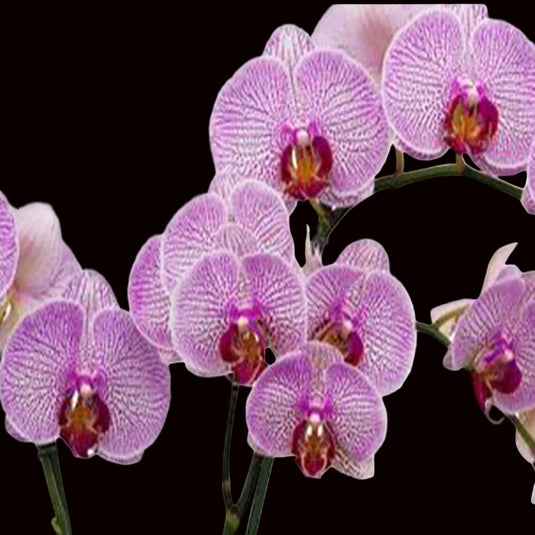 Phalaenopsis razzmatazz mature with pink flower and red center lip