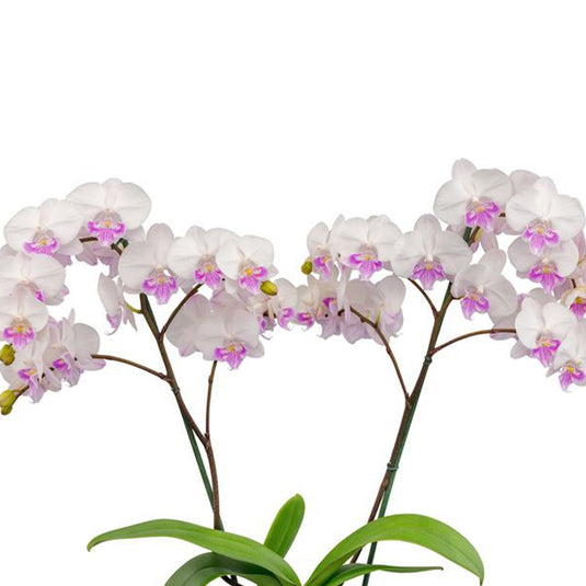 Phalaenopsis Orchid Resonance Purple flower featuring rich purple blooms with deep violet tones and subtle gradient shading