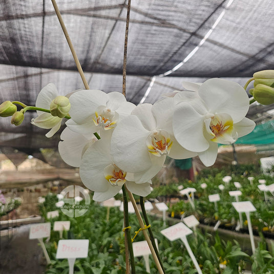 White Phalaenopsis orchid plant with graceful pink flowers, ideal for home and indoor decoration