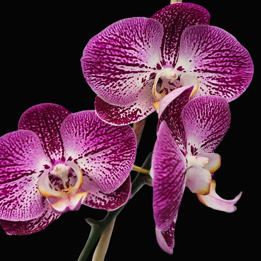 Phalaenopsis Orchid Splash Gordon Mature Plant With Bud/Flower