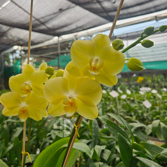 Beautiful yellow Phalaenopsis orchid with soft petals and vibrant tropical blooms