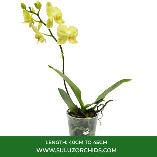 Graceful yellow Phalaenopsis orchid with soft petals, ideal for indoor décor, living rooms