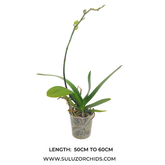 White Phalaenopsis orchid with long-lasting tropical flowers