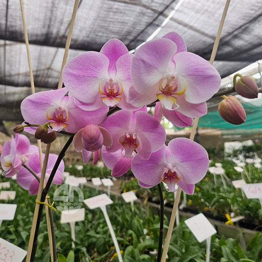 Blooming pink Phalaenopsis orchid with delicate tropical petals