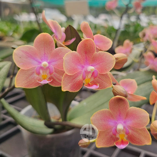 Pinkish Orange Phalaenopsis orchid with long-lasting tropical flowers