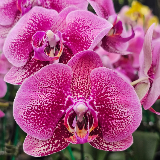 Phalaenopsis Orchid Gl0121492 Mature Plant - With Bud/Flower
