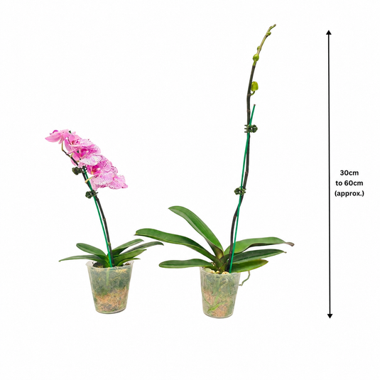 Phalaenopsis Orchid  Summer light Plant With Bud/Flower