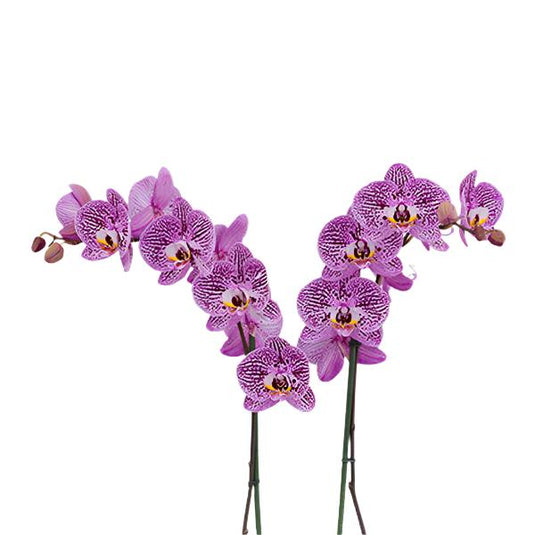 Phalaenopsis Orchid Plant - Impulsive Medium Stage