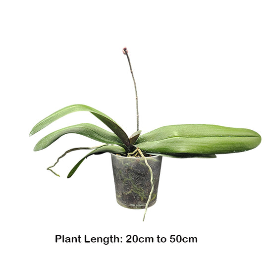 Phalaenopsis Orchid Happy Hour Mature Plant With Bud