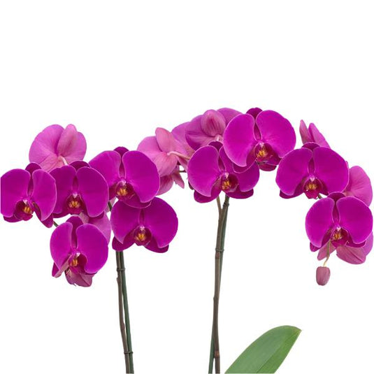 Phalaenopsis Orchid Midnight Rambler Pink flower featuring rich pink blooms with deeper rose tones and soft gradient shading