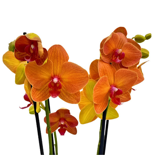 Phalaenopsis Orchid Plant Carrot Cake Medium Stage