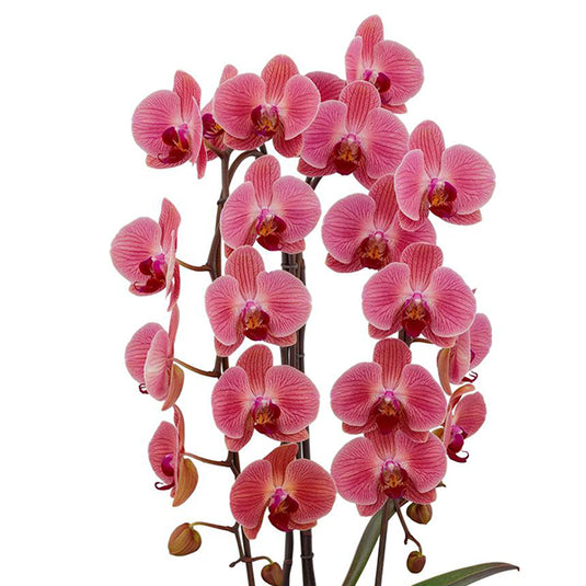 Phalaenopsis Orchid Plant Love Day Medium Stage