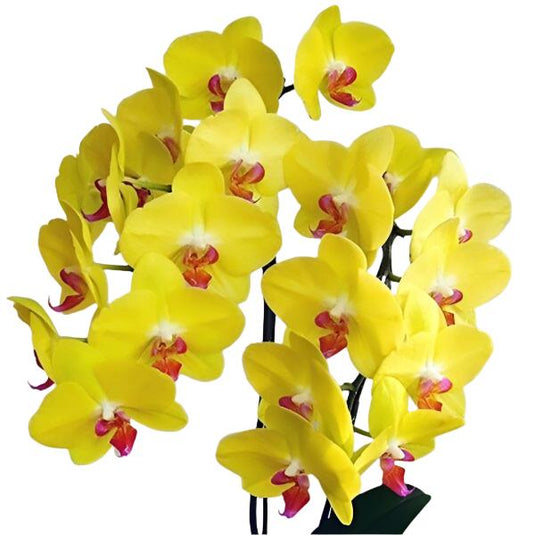 Phalaenopsis Orchid Plant Miraflore Medium Stage