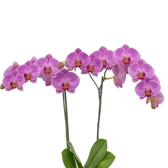 Phalaenopsis Orchid Plant Precious Love Medium Stage