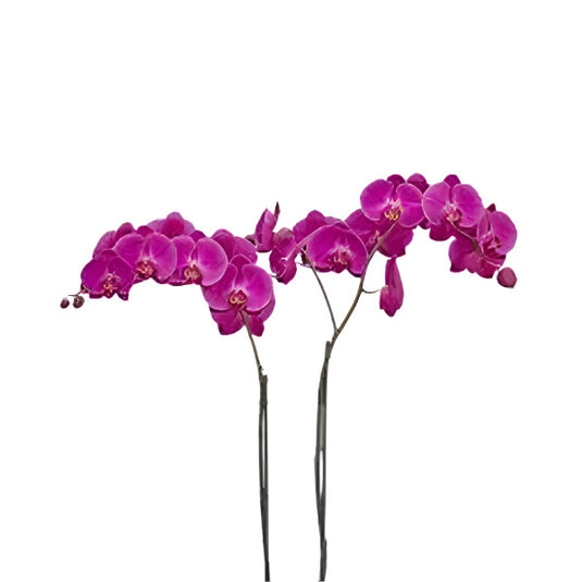Purple Phalaenopsis orchid plant with graceful purple flowers, ideal for home and indoor decoration