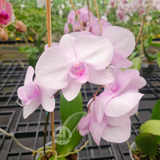 Soft pink Phalaenopsis orchid flowers on a healthy indoor plant