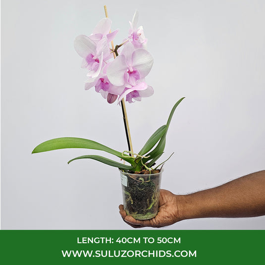 Phalaenopsis Orchid Jam Session Mature Plant With Bud/Flower