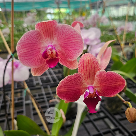 Rich Pinkish Orange Phalaenopsis orchid flowers with graceful petals