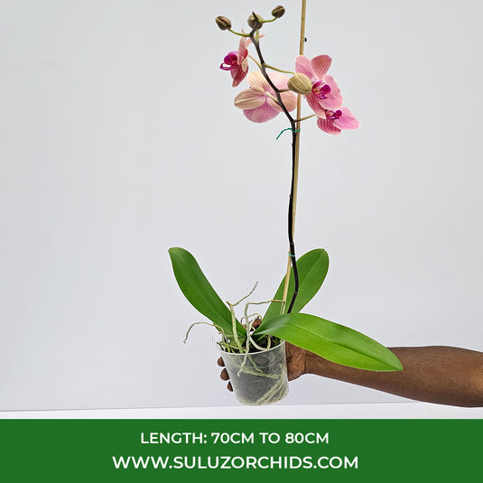 Phalaenopsis Orchid Love Day Mature Plant With Bud/Flower