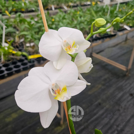 White Phalaenopsis orchid plant with graceful White flowers, ideal for home and indoor decoration