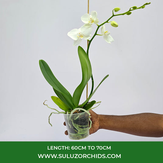 Phalaenopsis Orchid Moon Fever Mature Plant With Bud/Flower