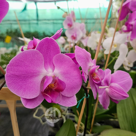 Phalaenopsis Orchid Trigris Mature Plant With Bud/Flower