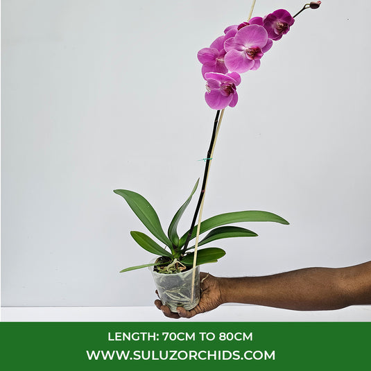 Phalaenopsis Orchid Trigris Mature Plant With Bud/Flower