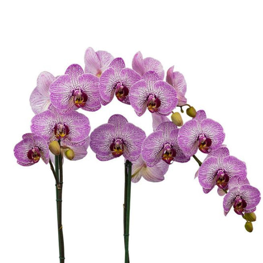 Phalaenopsis Orchid Comic Trails Mature Plant With Bud/Flower