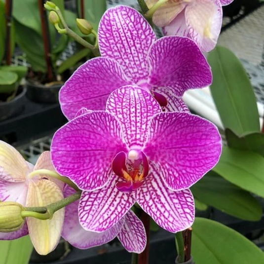 Phalaenopsis Orchid Plant Buena Medium Stage