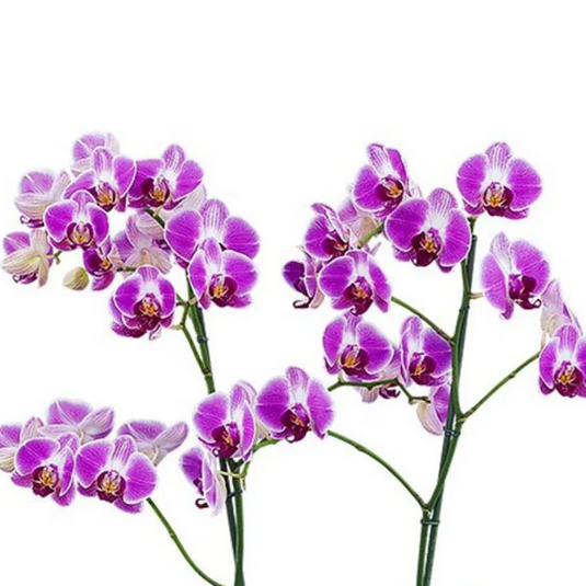 Phalaenopsis Orchid Plant Day Tripper Medium Stage