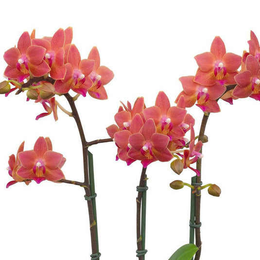 Phalaenopsis Orchid Plant Good Night Kiss Medium Stage