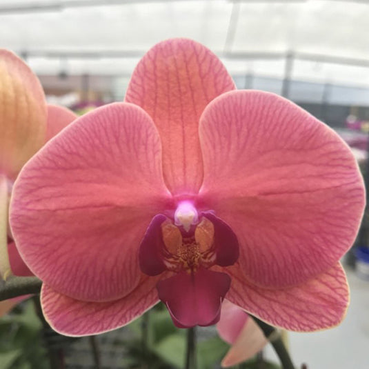 Phalaenopsis Orchid Lianher Orange-pink flower.