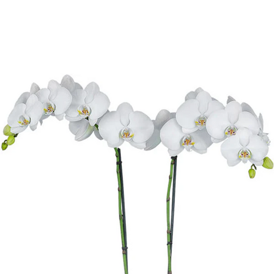 Phalaenopsis Orchid Plant Misty Snow Medium Stage