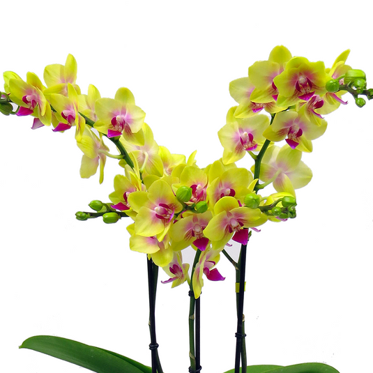 Phalaenopsis Orchid Plant - Spunky Medium Stage