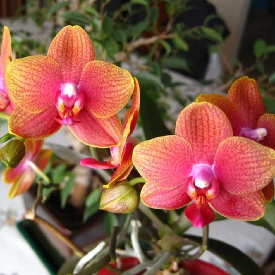 Phalaenopsis Orchid Plant Tiger Feet Medium Stage