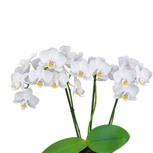 Phalaenopsis Orchid Plant White Affairs Medium Stage