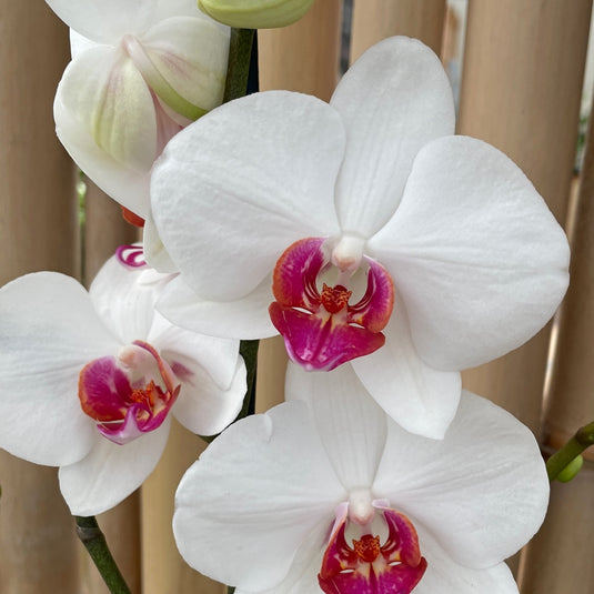 Phalaenopsis Orchid Plant - Red Eye Mature