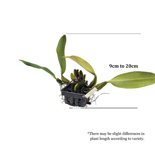 Bulbophyllum Orchid Bulb Fasctator Mature