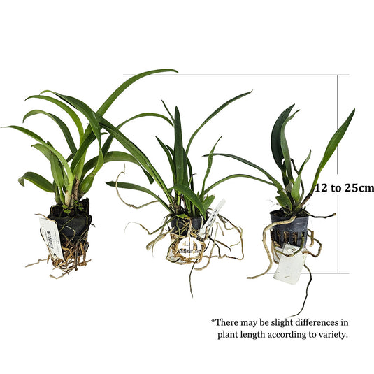 Cattleya Orchid Plant Rlc. Platinum Charm Seedling