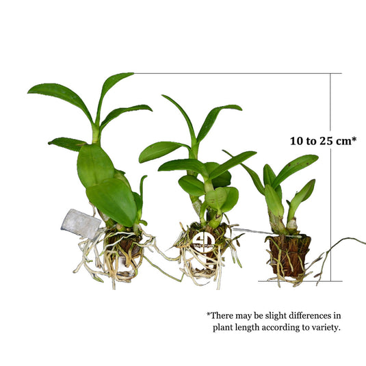 Dendrobium Orchid Plant Udon Red- Seedling