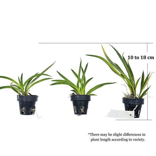 Dozaxga oxiri bilan Nikolsk, Penza viloyatida porno tomosha qiling.