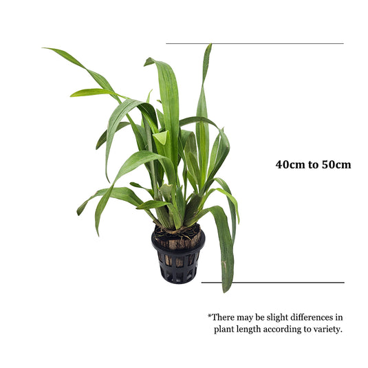 Oncidium Orchid Plant Sherry Baby Mature