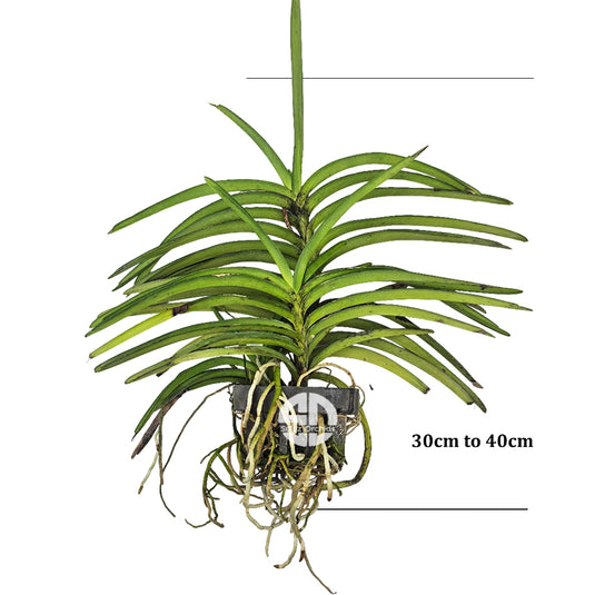 Vanda Orchid Plant - Ascocentrum Curvifolium Mature