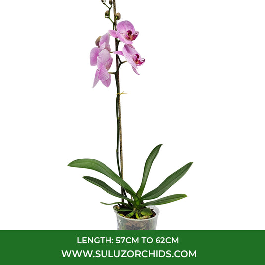 Phalaenopsis Orchid  Precious Love Mature Plant With Bud/Flower