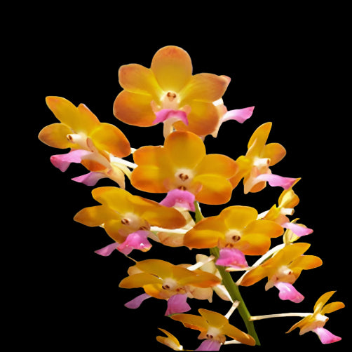 Vanda Orchid Prra. Suwannaphum Sunshine Prra. [Rhrds.] Bangkok Sunset × V. M. V. Tannins #2 Blue lip (hyb.no.5) Mature